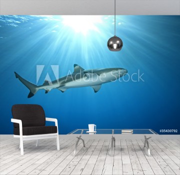 Bild på Blacktip Reef Shark